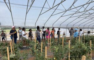 Demonstration of high tunnel tomato production technology to the growers during Field day at Langston University, Oklahoma
