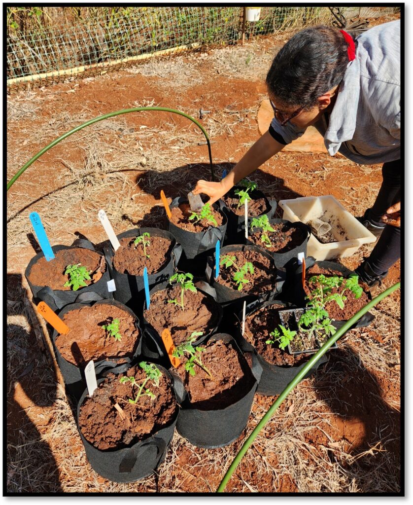 Image of tomato field micropot set up. Pots are arranged 3 by 4 on the ground and one person is leaning over while applying PGS to one of the pots.