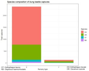 Species composition of beetle captures across nursery types