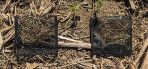 An image of a coarse-mesh (left) and fine-mesh litter (right) bag.