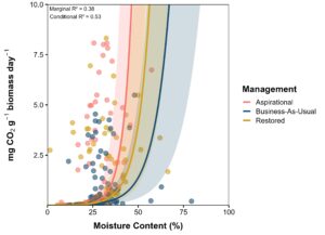 A figure depicting the relationship between microbial respiration and cover crop residue moisture content in corn. Microbial respiration increased at a faster rate in response to moisture than business-as-usual corn. Restored prairie was not significantly different from either treatment.