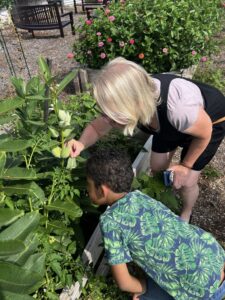 Finding monarch caterpillars in Vernon Township Garden.
