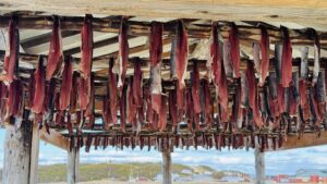 Salmon hanging to dry outside