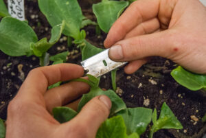 Preparing rootstock for Insertion Grafting