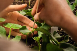 Preparing rootstock for Insertion Grafting II