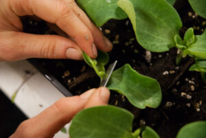 Preparing the rootstock for a Single Cotyledon Graft.