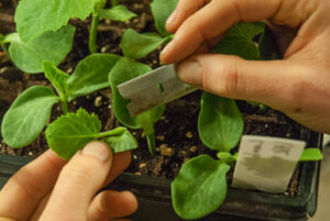 Preparing the rootstock for a Single Cotyledon Graft