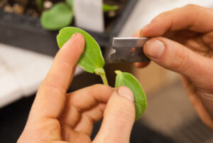 Preparing the scion for a Single Cotyledon Graft I