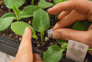 Staging the Single Cotyledon Graft itself.