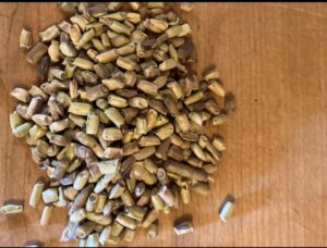 gama seed