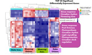 Figure showing heatmap of top 20 significant differentially exressed genes.