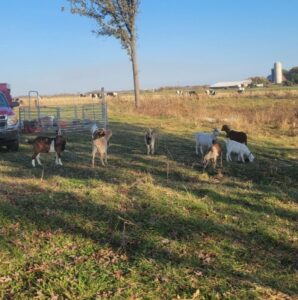 Goats contained by virtual fence