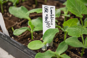 Labeling any graft is perhaps the most important part.