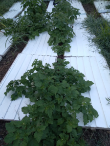 Groundcherry plants, panels FNC20-1257