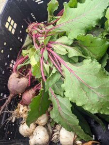 YMCA - NKC Giving Grove produce harvested for food pantry