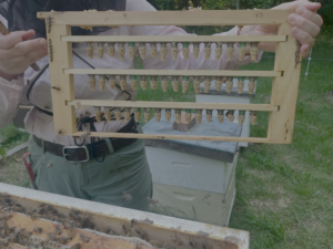 A photo demonstrating healthy honey bee queen cells. 