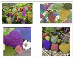 Healthy Strawberry Segmentation