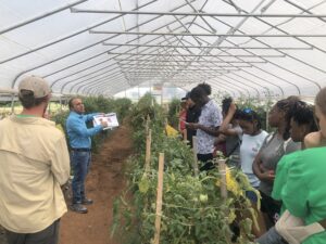 Educating high school students in high tunnel tomato production technology