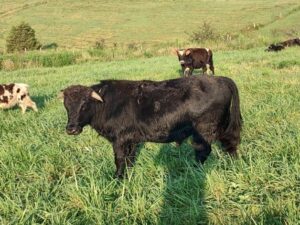 Hybrid bull at 15 months