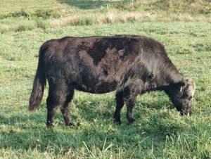 hybrid heifer at 15 months