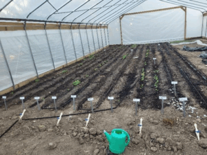 Rows of vegetables planted inside hoop house 