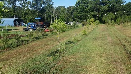Figure 2. Jujube Trees at Crystal Spring Farm Market, Crystal Spring, MS. Summer 2015 