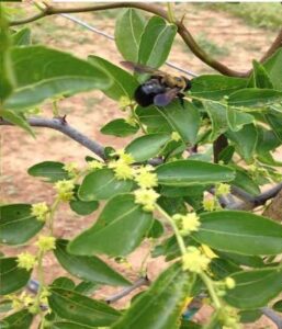 Figure 5. Jujube flowering at Cherry Creek Orchard, Pontotoc, MS. Summer 2014.