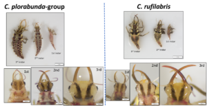 Identification guide for lacewings showing the different instars and close ups of head capsules