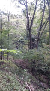 late fall defoliation 2015