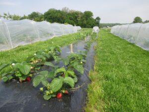Figure 4. Day-neutral strawberries grown on plasituclture system with and without retractable low tunnels  at Southwest Purdue Agriculture Center, Purdue University, Vincennes, IN. The photo was taken in May 2019. 