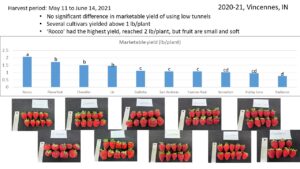 Figure 9. Incorporating low tunnels in an annual plasticulture strawberry production. 2020-21 results. 