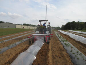 Figure 3. install low tunnels over plasticulture strawberry at Southwest Purdue Agriculture Center, Purdue University, Vincennes, IN, in October, 2019.  