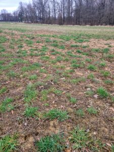 field prior to any applications tea . March