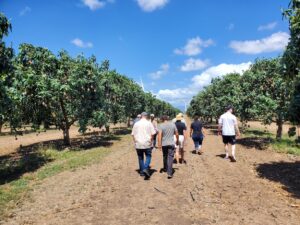 mango orchard