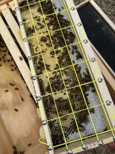 Grid used to quantify sealed brood in frames