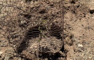 tree in ground