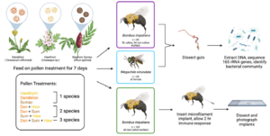 This image shows the experimental design of Objective 2, which included three experiments. The far left shows the various pollen treatments (combinations of three pollen species) fed to the bees. There are three squares in the middle, each with a cartoon bee inside, corresponding to the three experiments in which these pollen treatments were used. The top two squares show cartoon pictures of B. impatiens and M. rotundata, which are connected by another arrow to the right to a cartoon of a bee gut and a group of bacterial cells. The bottom row bee is B. impatiens, connected to a cartoon picture of the bee receiving an implant and then a microscope slide, which the implant was placed on. 