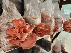 pink oyster