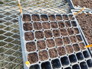 Images 22, 23, 24, 25. Parsley planted in trays with their respective treatments, JRubin adding inoculant to mix, two inoculants, parsley ready to be transplanted into the field