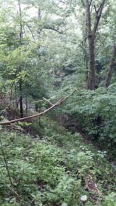 pre-defoliation 2015