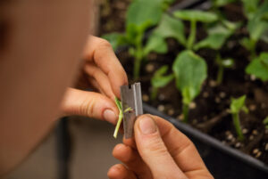 Preparing the scion for the Single Cotyledon Graft II