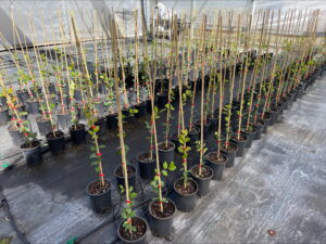 Potted experiment