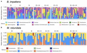 graphic displaying relative abundance of bacterial genera in B. impatiens and M. rotundata ordered by experimental diet treatments. 