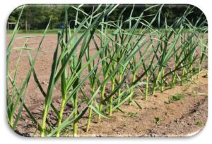 PTP plot using rice hull mulch 