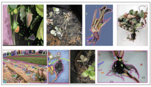 Disease Strawberry Segmentation