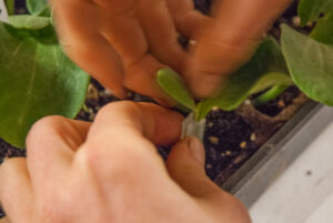 Silicone clips offer stability to the graft while plant union is establishing.