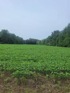 soybeans 2023