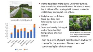 Figure 11. Spring-planted day-neutral strawberry on plasticulture system project results. 