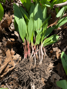 Example of a Ramp Cluster after excess soil removal. 