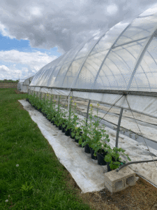 A high tunnel with a row of potted mustard plants directly outside the open tunnel wall.